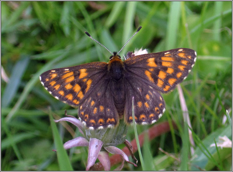 Duke of Burgundy, Hamearis lucinda