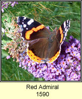 Red Admiral, Vanessa atalanta