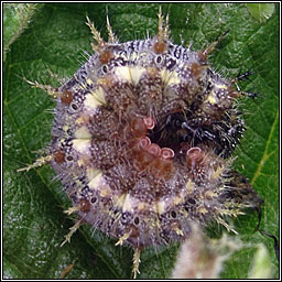 Red Admiral, Vanessa atalanta