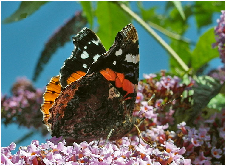 Red Admiral, Vanessa atalanta