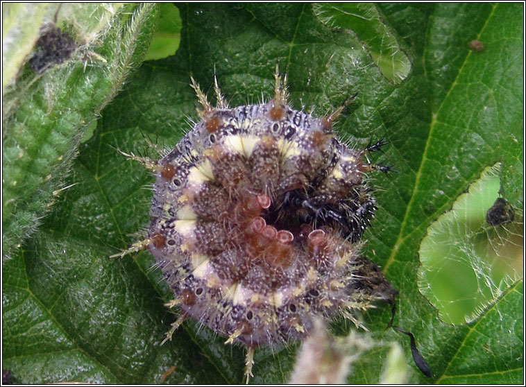 Red Admiral, Vanessa atalanta