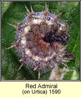 Red Admiral, Vanessa atalanta