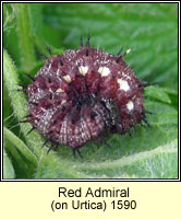 Red Admiral, Vanessa atalanta