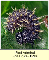 Red Admiral, Vanessa atalanta