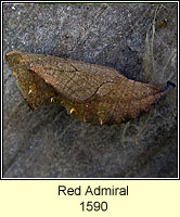 Red Admiral, Vanessa atalanta