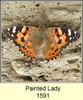 Painted Lady, Vanessa cardui