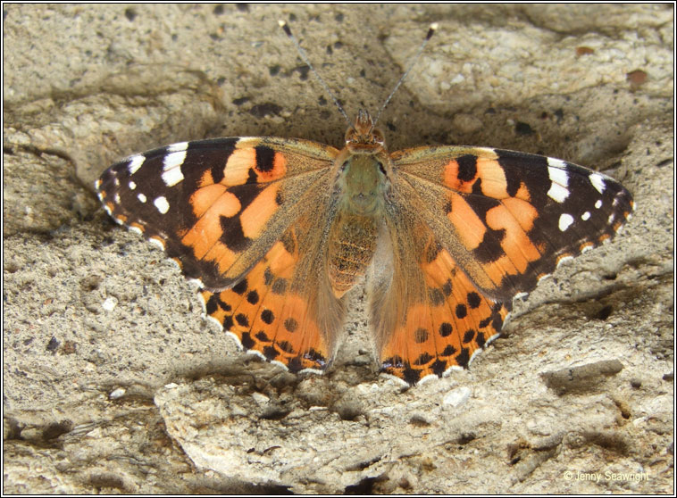 Painted Lady, Vanessa cardui