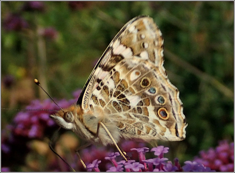 Painted Lady, Vanessa cardui