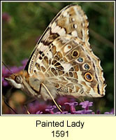 Painted Lady, Vanessa cardui