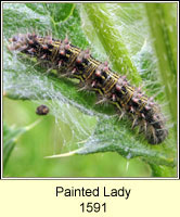 Painted Lady, Vanessa cardui