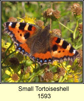 Small Tortoiseshell, Aglais urticae