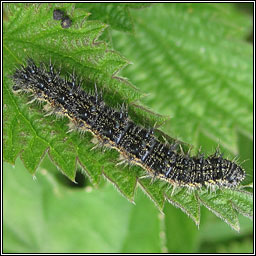 Small Tortoiseshell, Aglais urticae