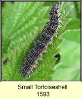 Small Tortoiseshell, Aglais urticae