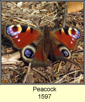 Peacock, Inachis io