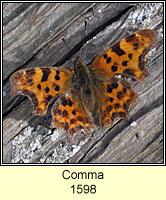 Comma, Polygonia c-album