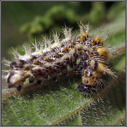 Comma, Polygonia c-album