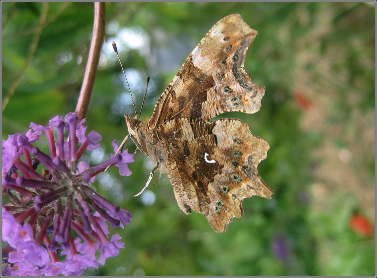 Comma, Polygonia c-album