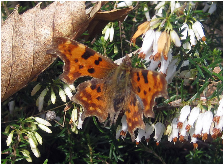 Comma, Polygonia c-album