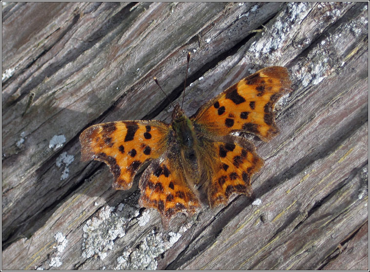 Comma, Polygonia c-album