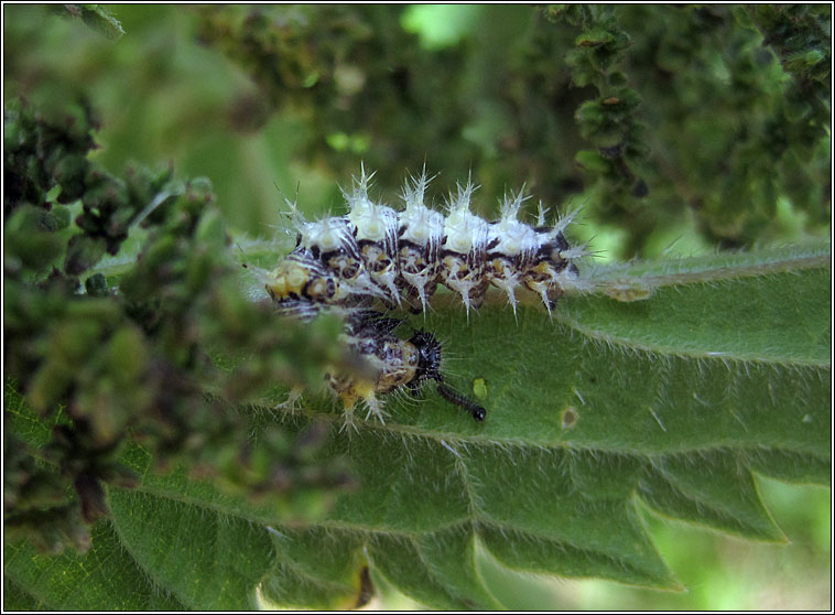 Comma, Polygonia c-album