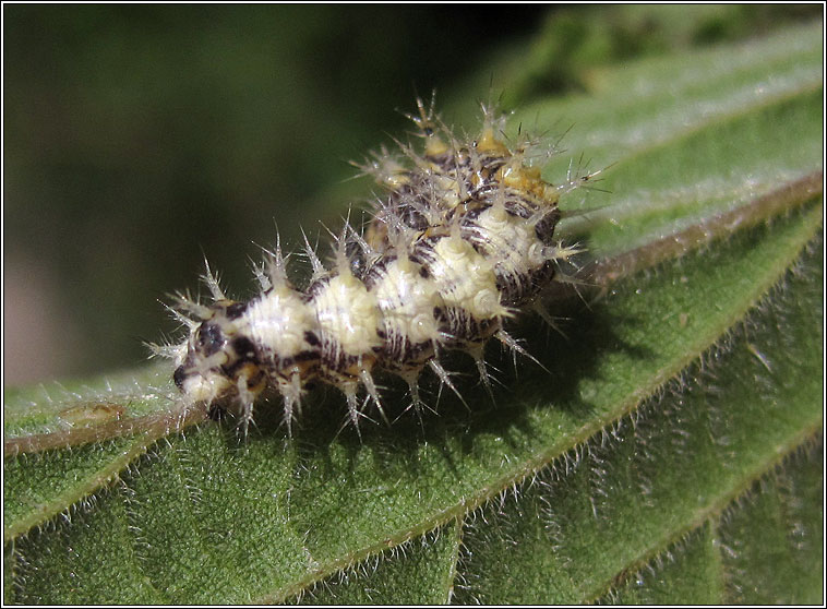 Comma, Polygonia c-album