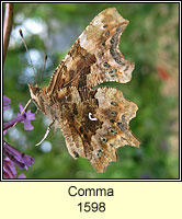 Comma, Polygonia c-album