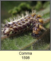 Comma, Polygonia c-album