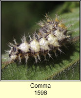 Comma, Polygonia c-album