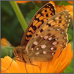 Dark Green Fritillary, Argynnis aglaja