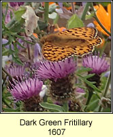 Dark Green Fritillary, Argynnis aglaja