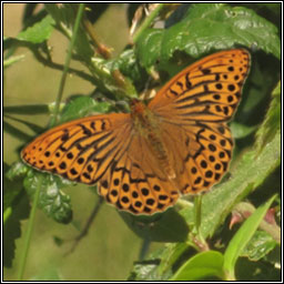 Silver-washed Fritillary, Argynnis paphae