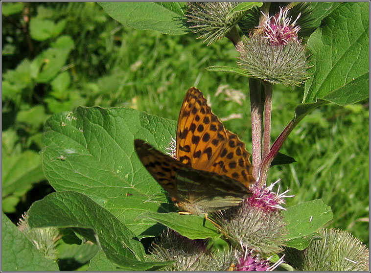 Silver-washed Fritillary, Argynnis paphae