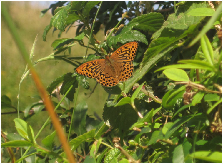 Silver-washed Fritillary, Argynnis paphae