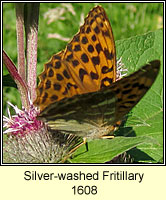 Silver-washed Fritillary, Argynnis paphae