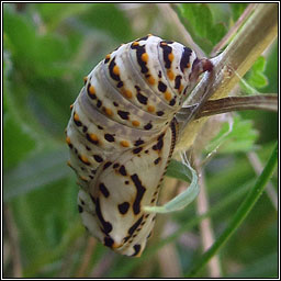 Marsh Fritillary, Euphydryas aurinia