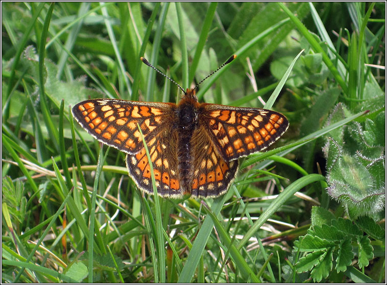 Marsh Fritillary, Euphydryas aurinia