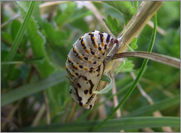 Marsh Fritillary, Euphydryas aurinia