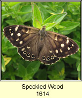 Speckled Wood, Parage aegeria