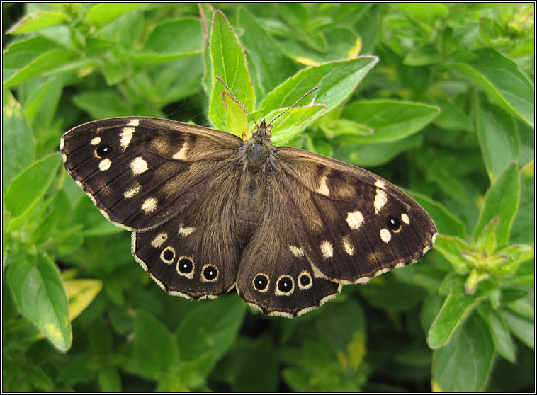 Speckled Wood, Parage aegeria