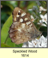 Speckled Wood, Parage aegeria