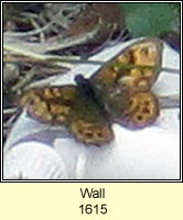 Wall, Lasiommata megera