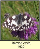 Marbled White, Melanargia galathea