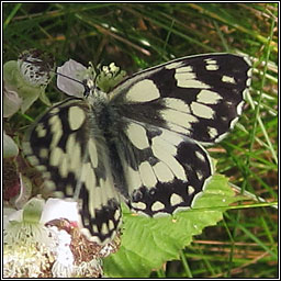 Marbled White, Melanargia galathea