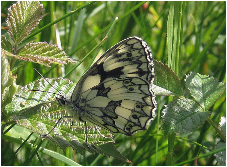 Marbled White, Melanargia galathea