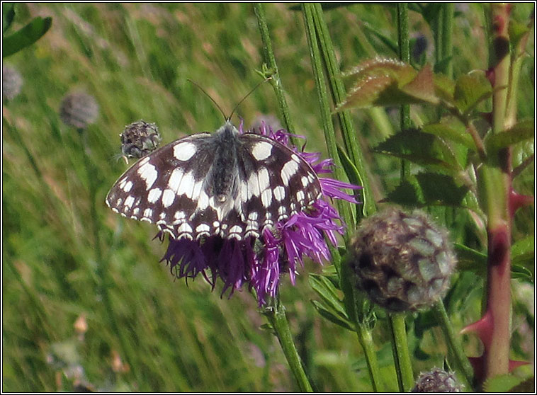 Marbled White, Melanargia galathea