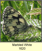 Marbled White, Melanargia galathea