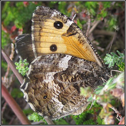 Grayling, Hipparchia semele