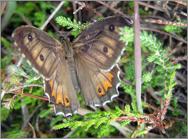 Grayling, Hipparchia semele