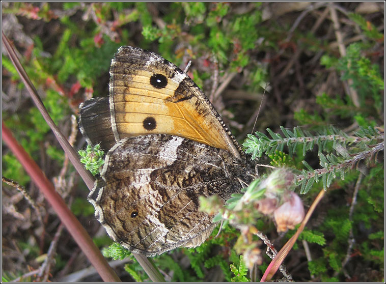 Grayling, Hipparchia semele