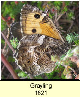 Grayling, Hipparchia semele